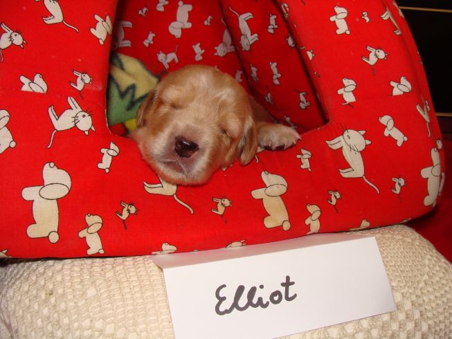 Elliot